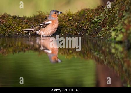 Common chaffinch Fringilla coelebs bathing in an infinity pool near Tiszaalpar Kiskunsag National Park Hungary May 2017 Stock Photo