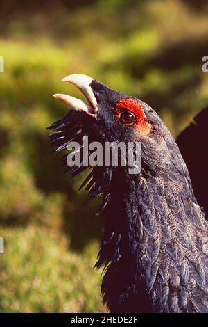 Capercaillie Tetrao urogallus, head close-up of displaying male, Abernethy Forest, Speyside, Scotland, UK Stock Photo