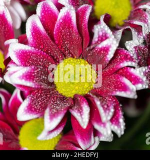 Close up of pink and white chrysanthemums covered in water droplets Stock Photo