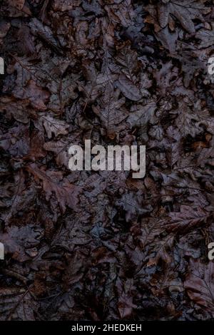 Dark rotting Oak Tree leaves on the soggy wet woodland floor during winter, Hanbury, Worcestershire, England. Stock Photo