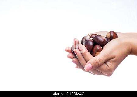 Photo of a woman's hands full of chestnuts on a white background.The photograph is taken in horizontal format and has a large space for copy space. Stock Photo