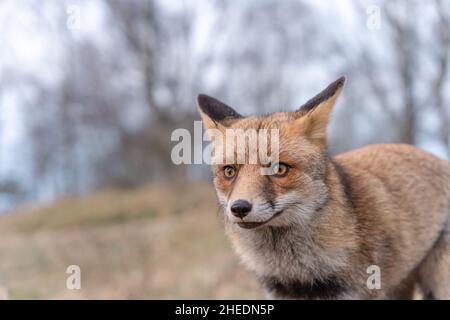 Eyes of a red fox in the dunes, soft background Stock Photo