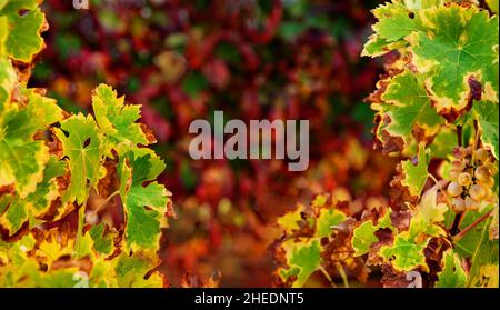 Vivid colors of vine leaves, autumn background at vineyard with copy space Stock Photo