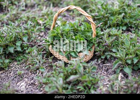 Nettle bush among growing young spring. Collection of first spring young environmentally friendly place nettles for vitamin salad. Medicinal herbs for Stock Photo