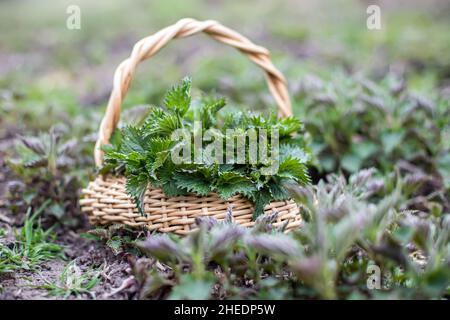 Nettle bush among growing young spring. Collection of first spring young environmentally friendly place nettles for vitamin salad. Medicinal herbs for Stock Photo