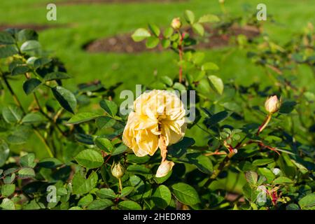 Dead yellow garden rose in winter, England, United Kingdom Stock Photo ...