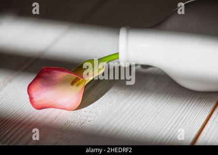 Pink beautiful calla lily in ceramic vase isolated on white background with hard light shadows. Floral minimalism concept. One flower in vase on the w Stock Photo