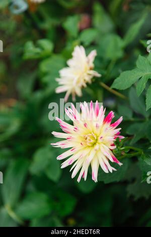 White and pink terry needle dahlia in the garden Stock Photo - Alamy