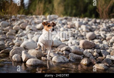 Small Jack Russell terrier walking by the river, her fur wet from swimming, one leg up, looking curious Stock Photo