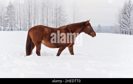 Brown horse walks on snow covered meadow, trees in background, view from side Stock Photo