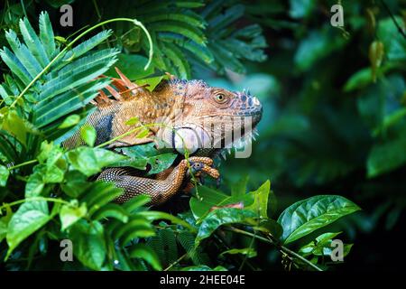 Green iguana (Iguana iguana) on tree in tropical rainforest, Tortuguero, Costa Rica wildlife Stock Photo