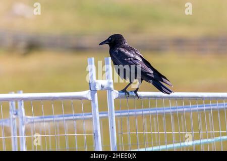 Photograph of a black crow sitting on a galvanised steel fence in the sunshine Stock Photo
