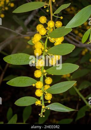 Australian wildflowers, cluster of vivid yellow perfumed flowers and green leaves of wattle tree / Acacia against dark background Stock Photo