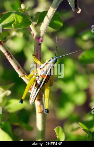 locust, Sphenarium sp., Mexico, North America Stock Photo