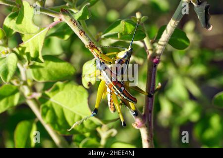 locust, Sphenarium sp., Mexico, North America Stock Photo