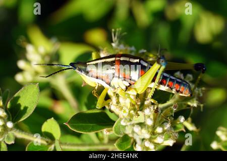 locust, Sphenarium sp., Mexico, North America Stock Photo