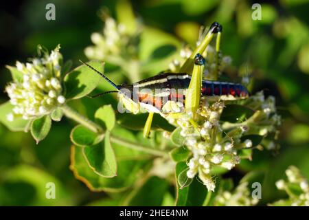 locust, Sphenarium sp., Mexico, North America Stock Photo