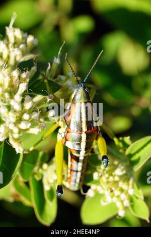 locust, Sphenarium sp., Mexico, North America Stock Photo