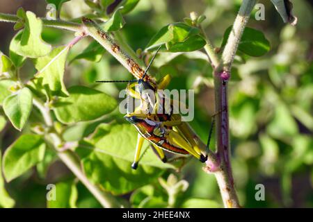 locust, Sphenarium sp., Mexico, North America Stock Photo