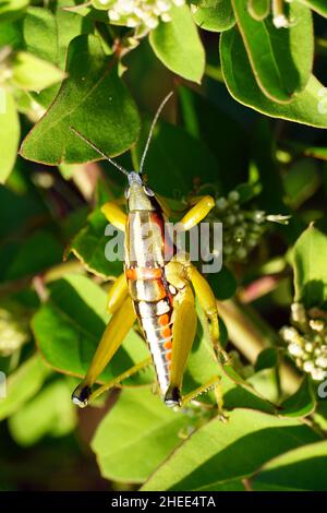 locust, Sphenarium sp., Mexico, North America Stock Photo