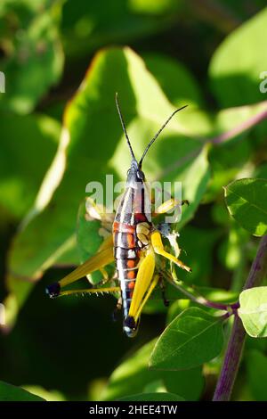 locust, Sphenarium sp., Mexico, North America Stock Photo