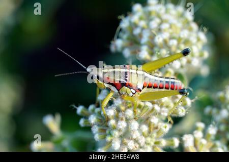 locust, Sphenarium sp., Mexico, North America Stock Photo