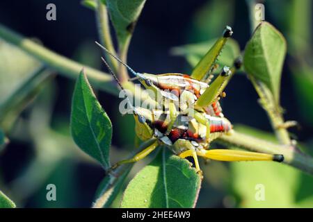 locust, Sphenarium sp., Mexico, North America Stock Photo