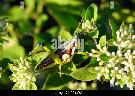 locust, Sphenarium sp., Mexico, North America Stock Photo