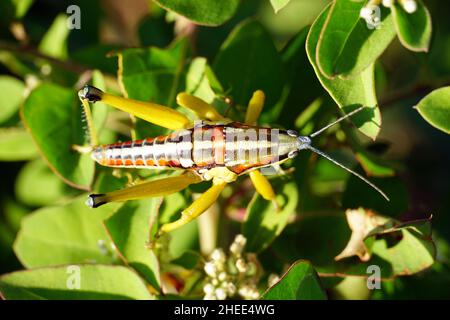 locust, Sphenarium sp., Mexico, North America Stock Photo