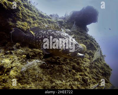 Dusky Grouper, Epinephelus marginatus, Carall Bernat, Medes Islands, Costa Brava, Mediterranean Sea, Spain.  Grouper Groupers Epinephelinae Serranidae Stock Photo