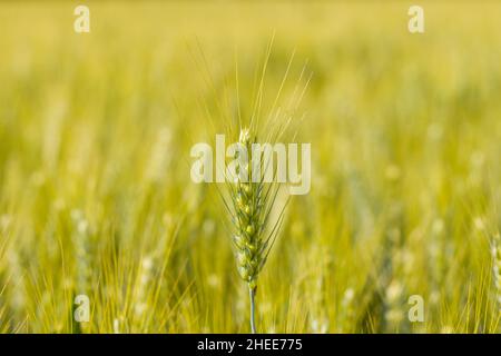This landscape photo was taken in Europe, in France, in Isere, in the Alps, in summer. We see The ears of wheat in the French countryside, under the S Stock Photo