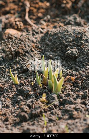 Hosta sprouts in the garden in spring Stock Photo