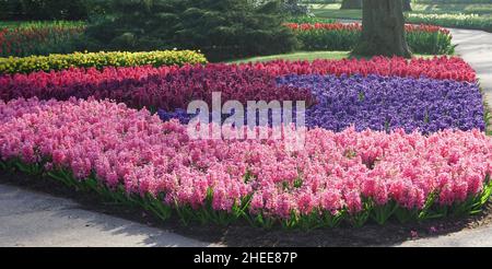 Hyancinths in pink and purple color combination in Keukenhof Gardens, the Netherlands. Red tulips and yellow daffodils in the background. Stock Photo