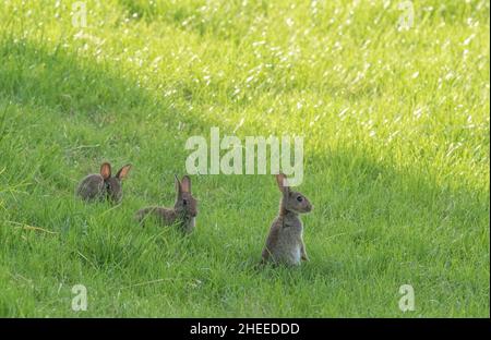 Three young wild rabbits. One sitting up, two lying in the grass. Stock Photo