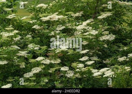 Elderflowers on an Elder tree in England. Stock Photo
