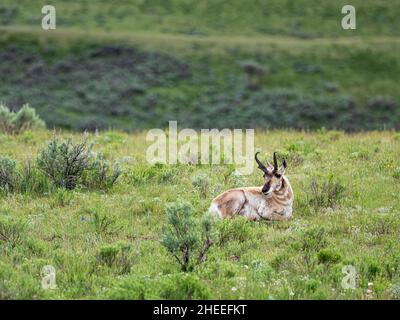 An adult pronghorn, Antilocapra americana, at rest in Yellowstone National Park, Wyoming. Stock Photo