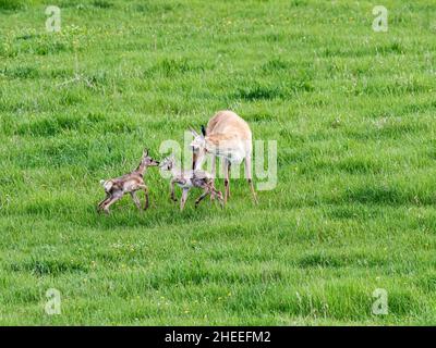 An adult pronghorn mother, Antilocapra americana, with newborn calves in Yellowstone National Park, Wyoming. Stock Photo