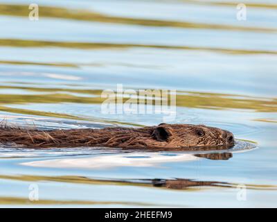 An adult North American beaver, Castor canadensis, swimming in Grand Teton National Park, Wyoming.
