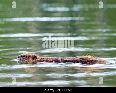 An young North American beaver, Castor canadensis, swimming in Grand Teton National Park, Wyoming.