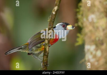 Toucan Barbet (Semnornis ramphastinus) Stock Photo