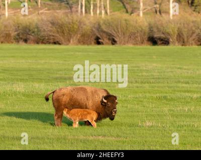 Adult female bison, Bison bison, nursing its calf in Lamar Valley, Yellowstone National Park, Wyoming. Stock Photo