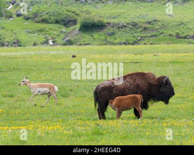 Adult female bison, Bison bison, nursing its calf in Lamar Valley, Yellowstone National Park, Wyoming. Stock Photo