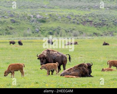 Adult bison, Bison bison, with young grazing in Lamar Valley, Yellowstone National Park, Wyoming. Stock Photo