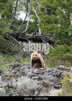 A young grizzly bear, Ursus arctos, standing on a hillside near Yellowstone National Park, Wyoming. Stock Photo