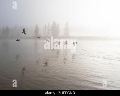 A flock of Canada geese, Branta canadensis, in flight in the fog in Yellowstone National Park, Wyoming. Stock Photo