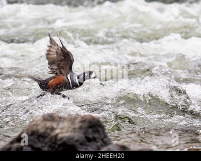 An adult male harlequin duck, Histrionicus histrionicus, in the LeHardy Rapids, Yellowstone National Park, Wyoming. Stock Photo