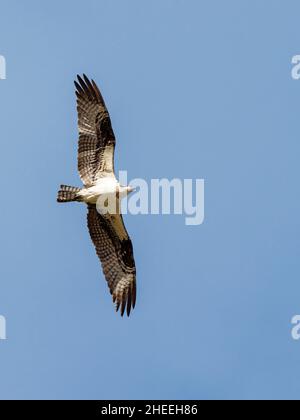 An adult western osprey, Pandion haliaetus, on the Yellowstone River in Yellowstone National Park, Wyoming. Stock Photo