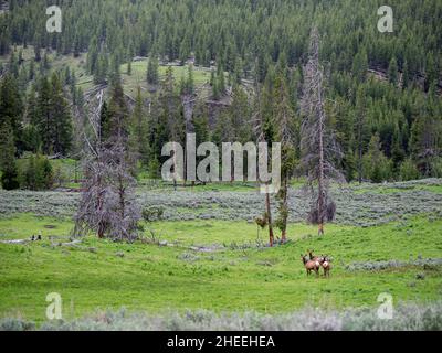A herd of elk, Cervus canadensis, in Lamar Valley,  Yellowstone National Park, Wyoming. Stock Photo