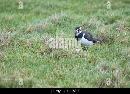 Northern Lapwing (Vanellus vanellus) adult in winter plumage foraging in rough pasture Stock Photo