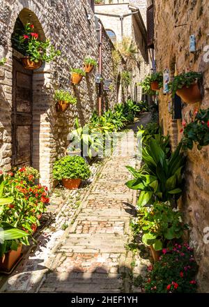 An alley decorated with flowers in Spello, one of the most beautiful villages in Italy, Umbria region Stock Photo